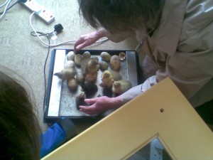 Spring Fair - Ducklings and Goslings